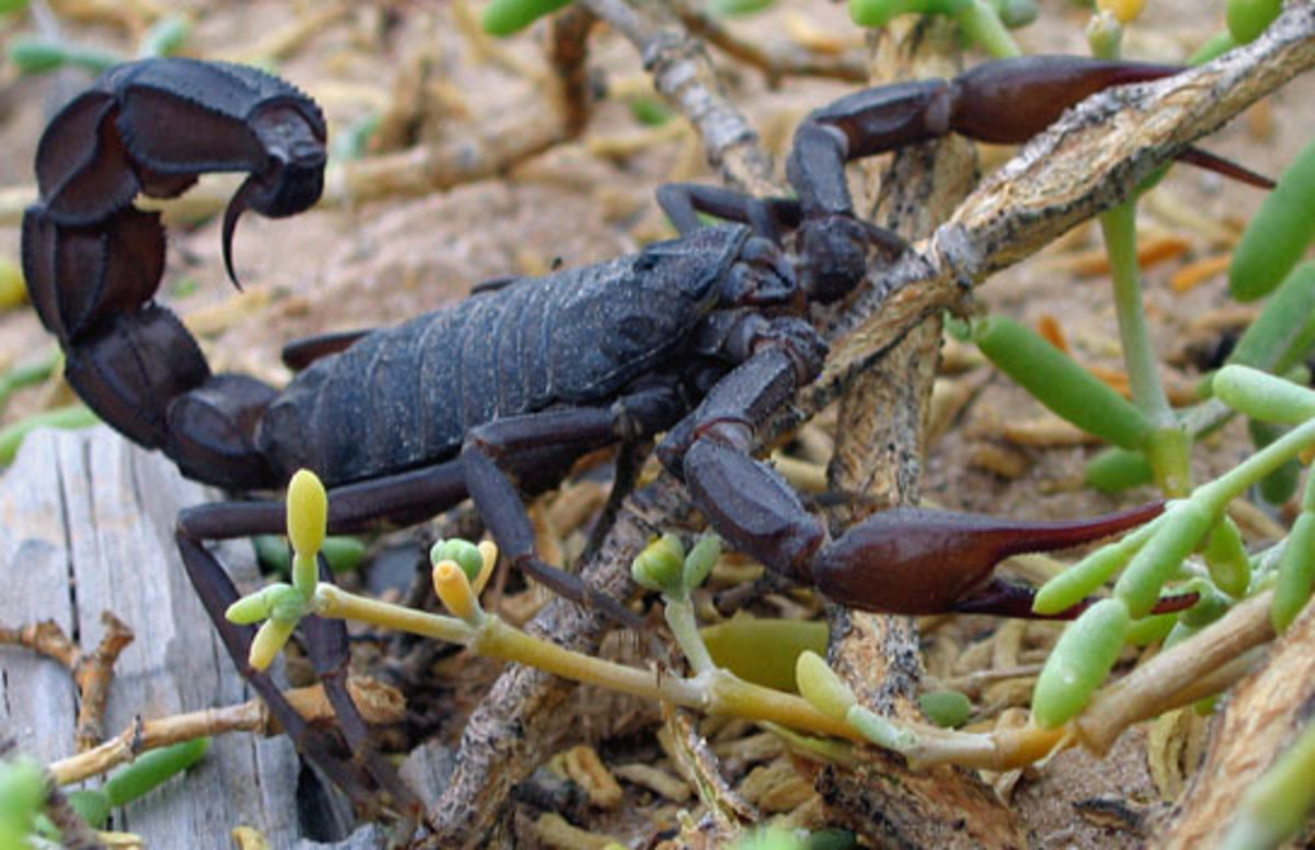 The Black Scorpion is a dangerous species found in the deserts of North Africa and the Middle East.