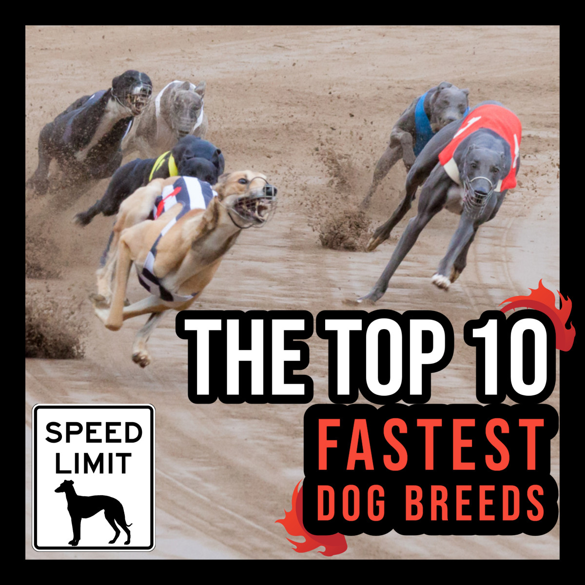 From the Border Collie to the Greyhound, this article ranks the 10 fastest dogs in the world. Did your favorite dog make the final 10 in our list? Read on to find out!