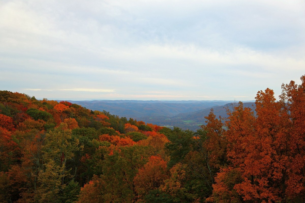 A View like no other, no matter what the season. West Virginia is home to majestic mountains, colorful flora, and spectacular wildlife. 