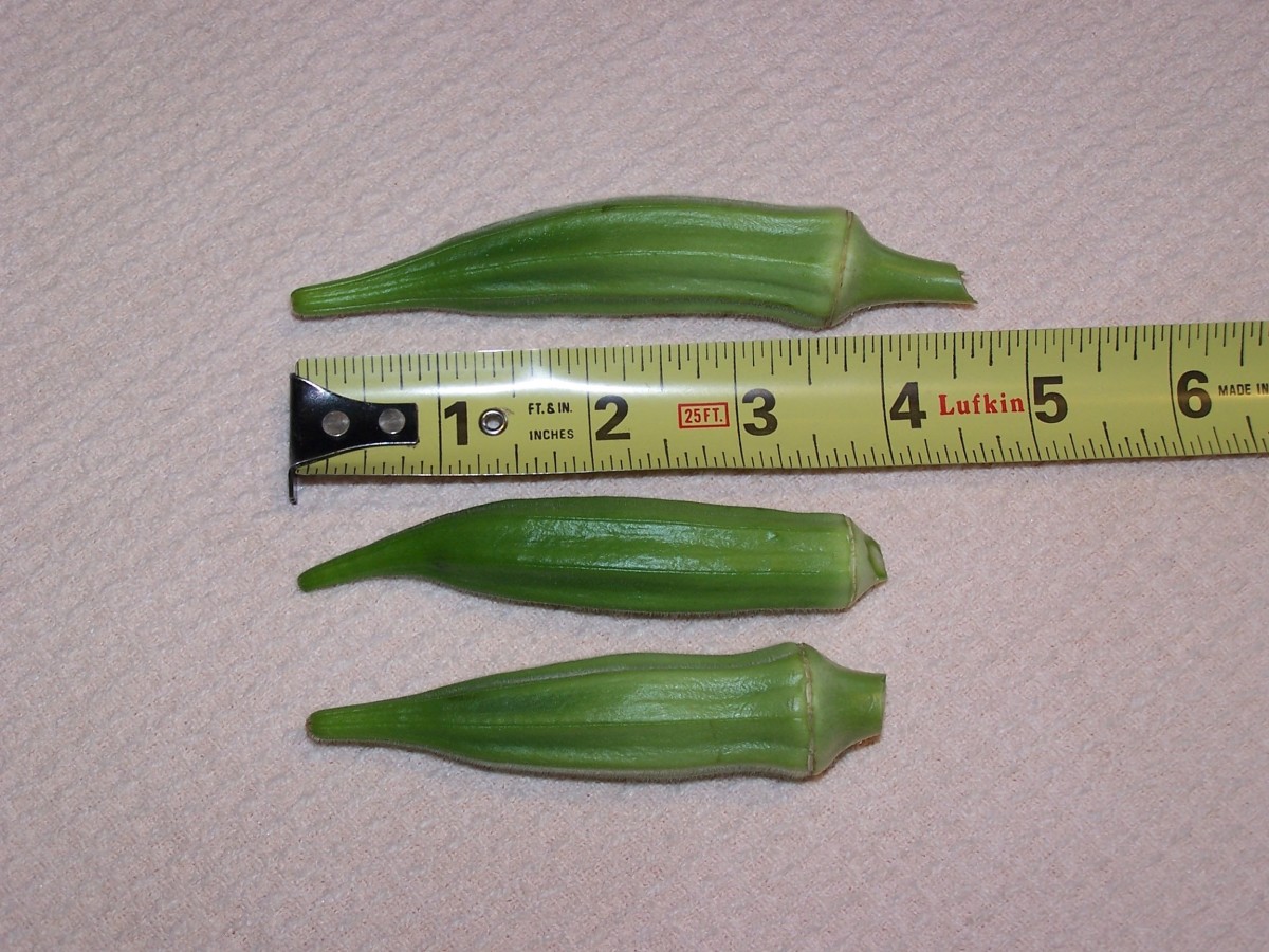 How to Grow Okra Dengarden