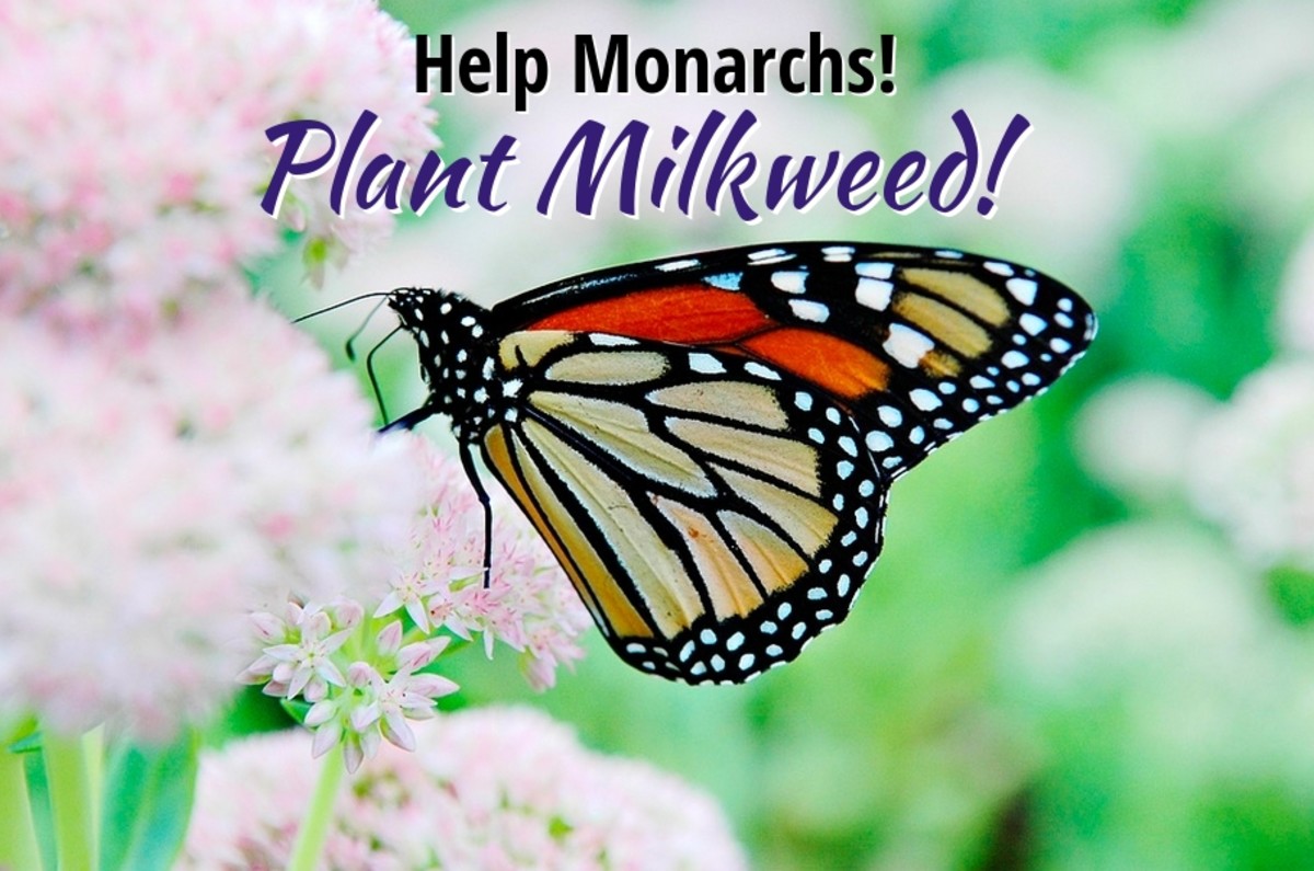 Help Monarch Butterflies by Planting Milkweed in Your Garden
