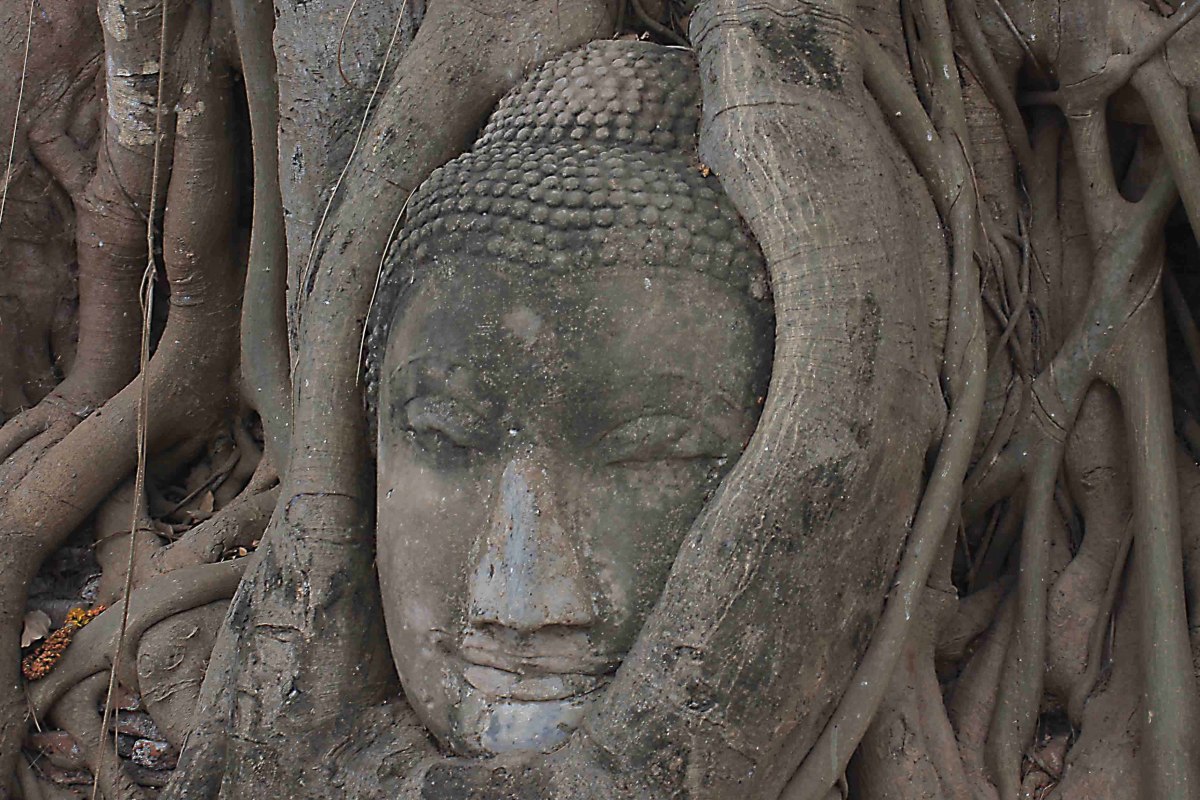 The head of Buddha, seemingly embraced and protected by the roots of a sacred fig tree at Wat Mahathat, has been accorded a symbolically important religious status