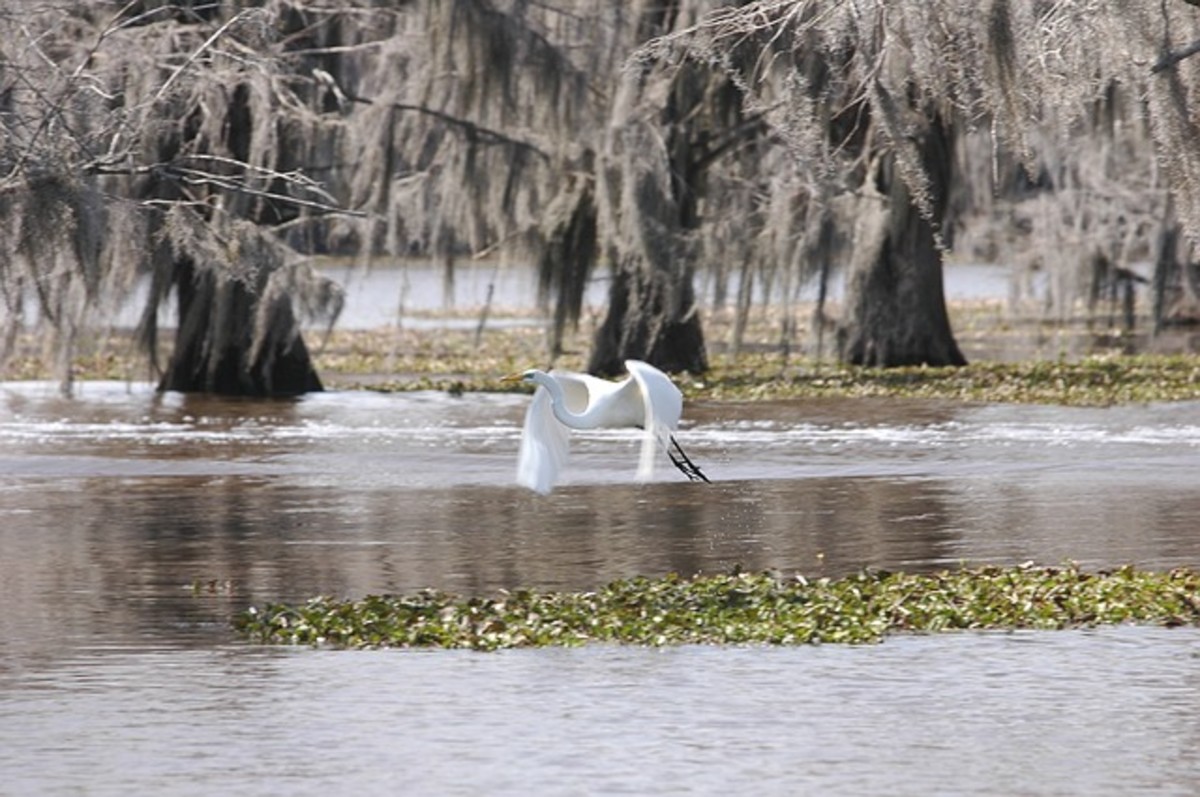 An egret in the bayou.
