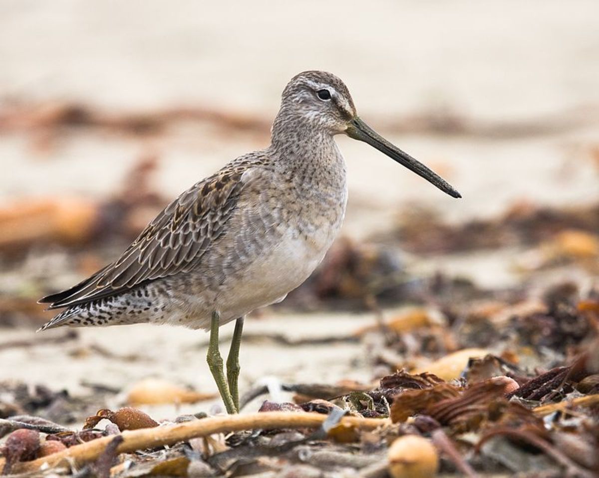 A photograph of a Long-billed Dowitcher taken in the more usual surroundings of the Morro Strand State Beach, California, USA Source: Michael L. Baird via Wikimedia Commons