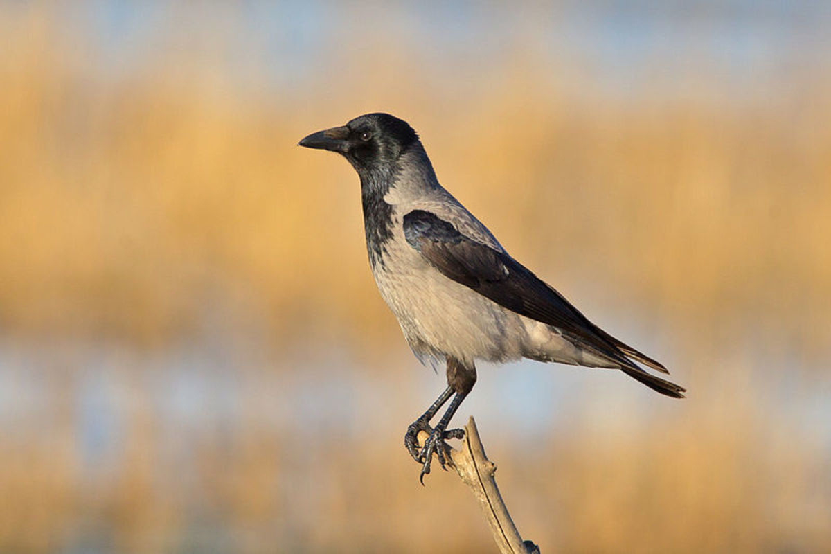 A photograph of a Hooded Crow taken in Germany. Source: Andreas Trepte via Wikimedia Commons