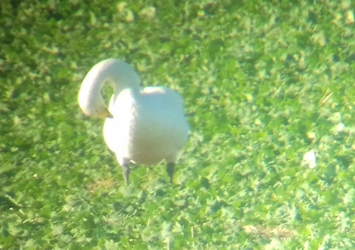 A hastily phonescoped shot of one of 8 Whooper Swans present during our visit to Kilnsea. Source: James Kenny