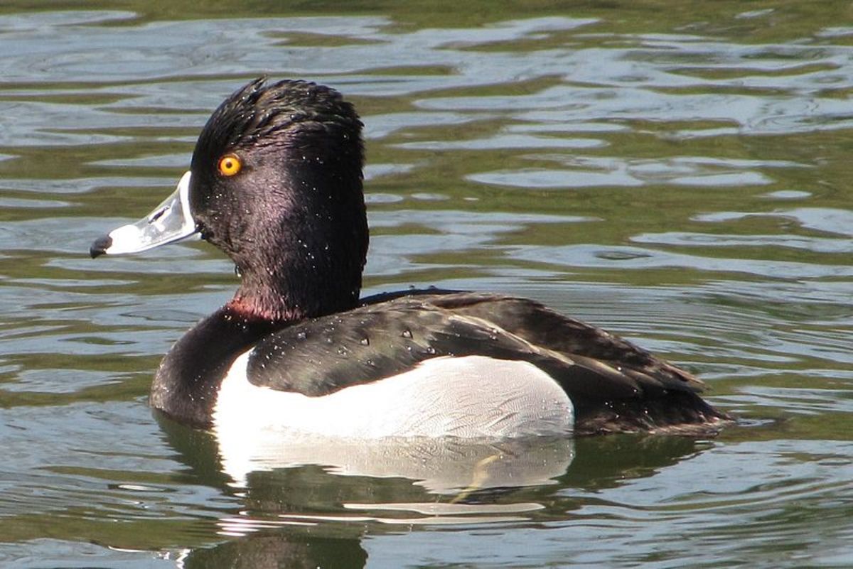 A photograph of a drake Ring-necked Duck showing the brownish neck collar that gives the bird its name. Source: Davefoc via Wikimedia Commons