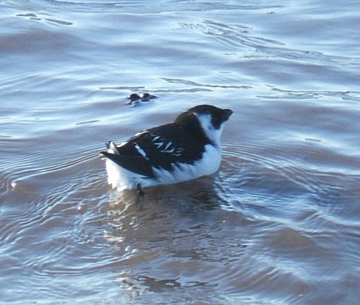 A photograph of a winter plumaged Little Auk similar to the one that flew past my position at Bluebell Car Park. Source: Public Domain