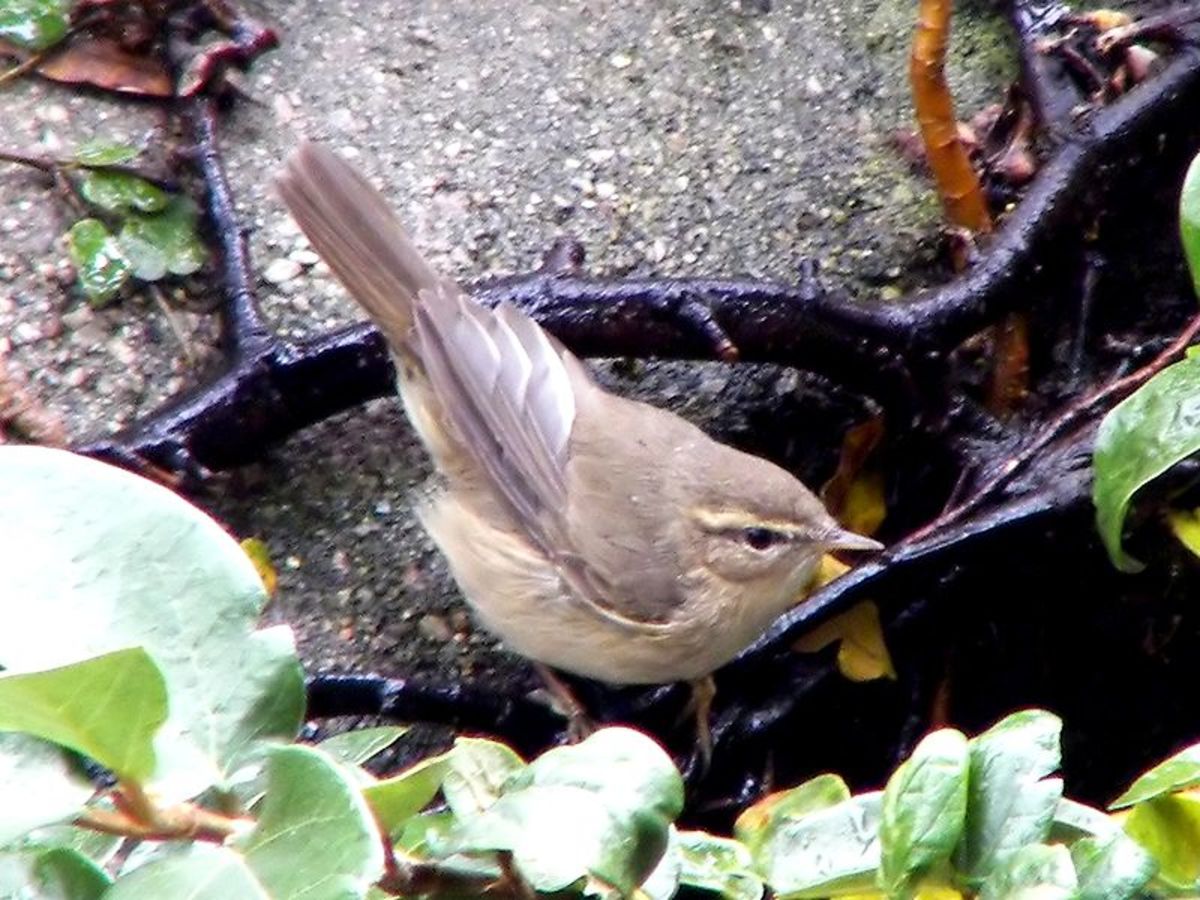 A photograph of a Dusky Warbler taken in Hong Kong. You can see from its profile why it can be easily mistaken for an Eurasian Wren. Source: Charles Lam via Wikimedia Commoms