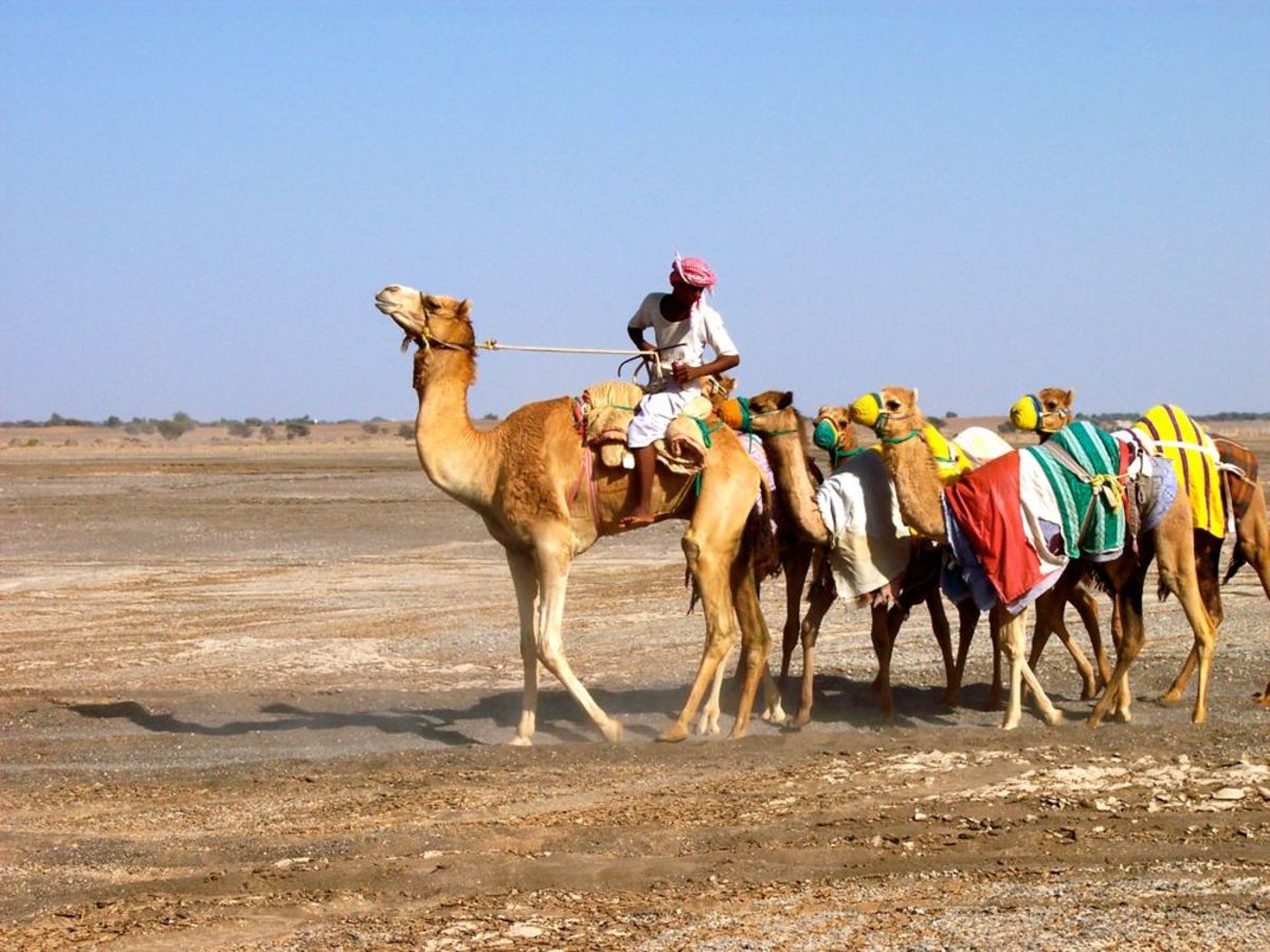 Camel ride in Oman
