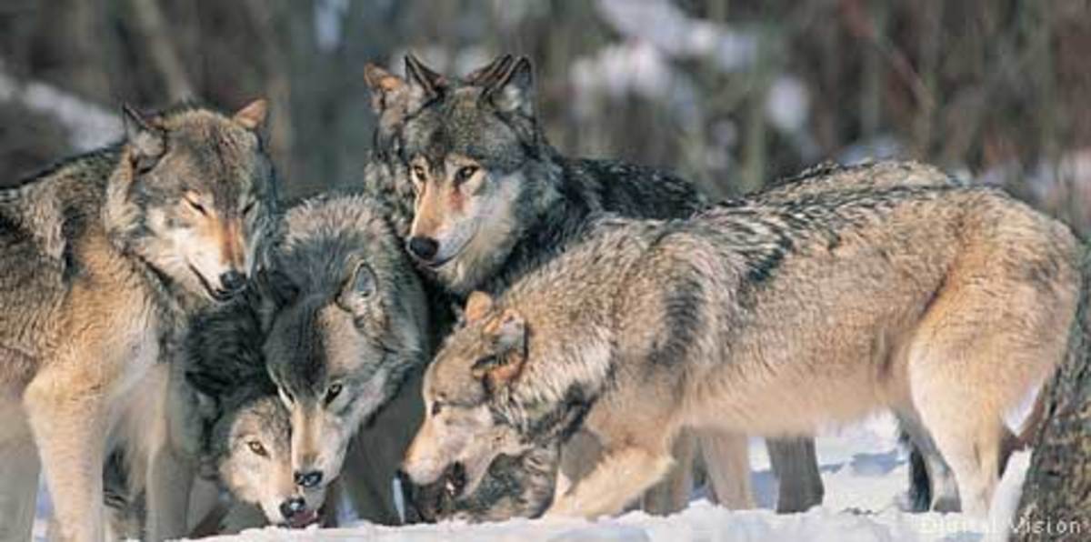 Gray wolves live and travel in packs.  This is one wolf family.