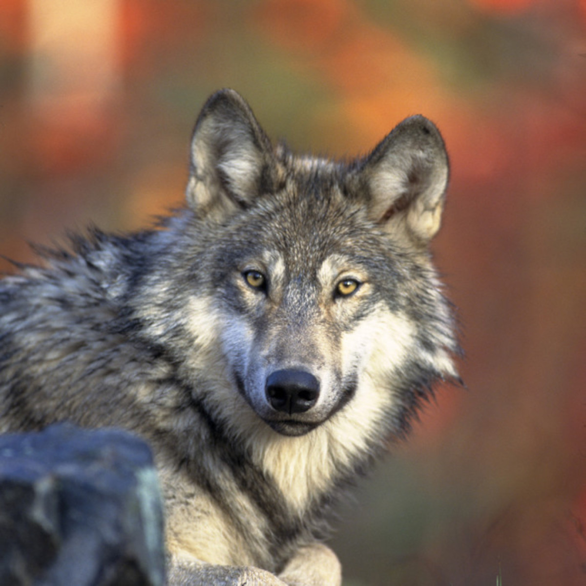 The gray wolf, a beautiful animal and creature.