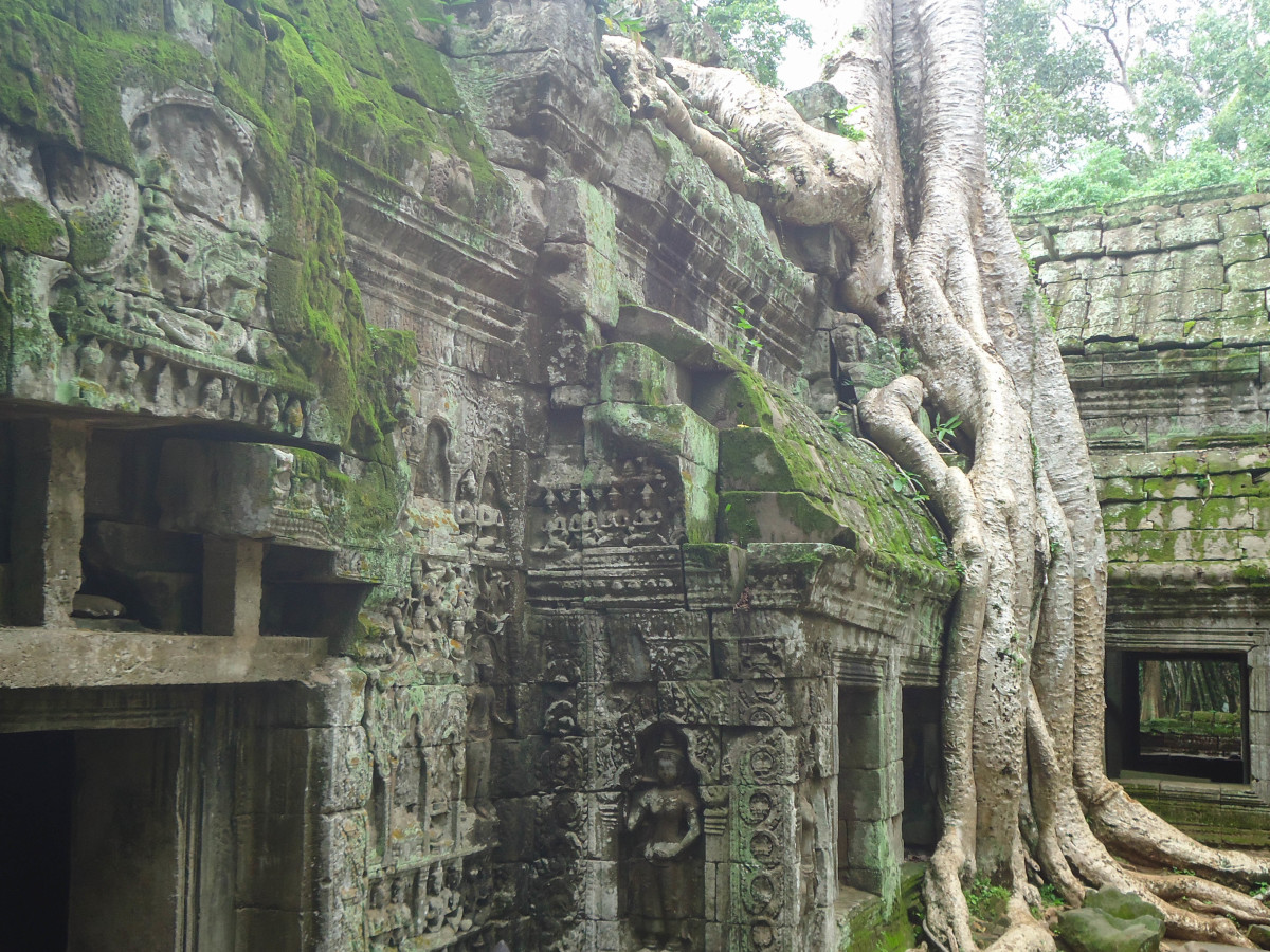 The Temples of Angkor being reclaimed by nature