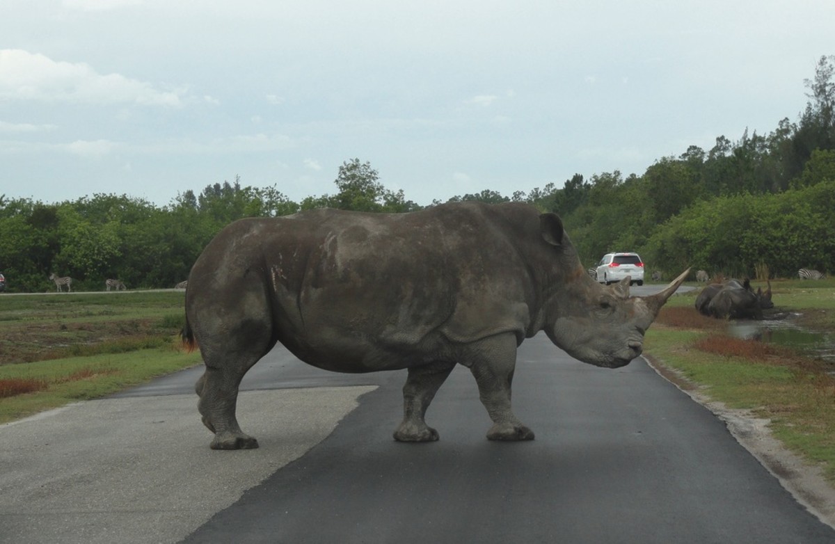 A white rhinocerous makes life difficult for a driver at Lion Country Safari.