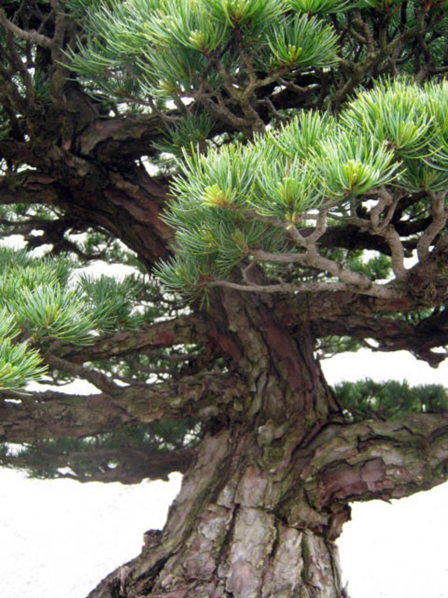 Close-up of an old bonsai, a Japanese black pine