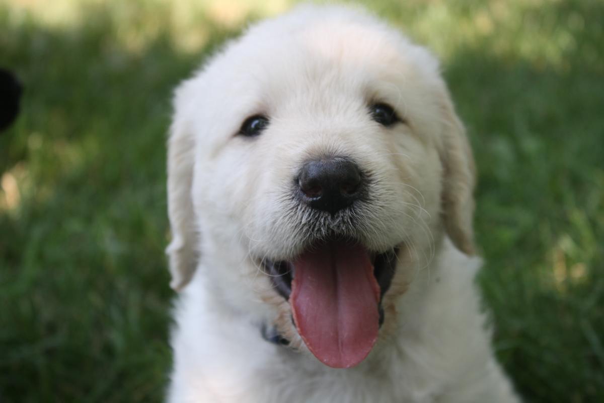 A Happy White Labrador 