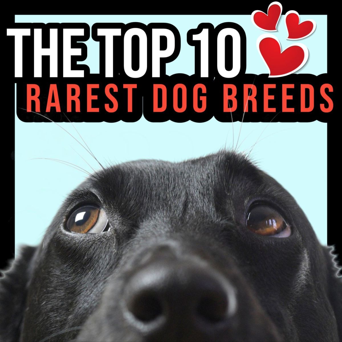 The Top 10 Rarest Dog Breeds