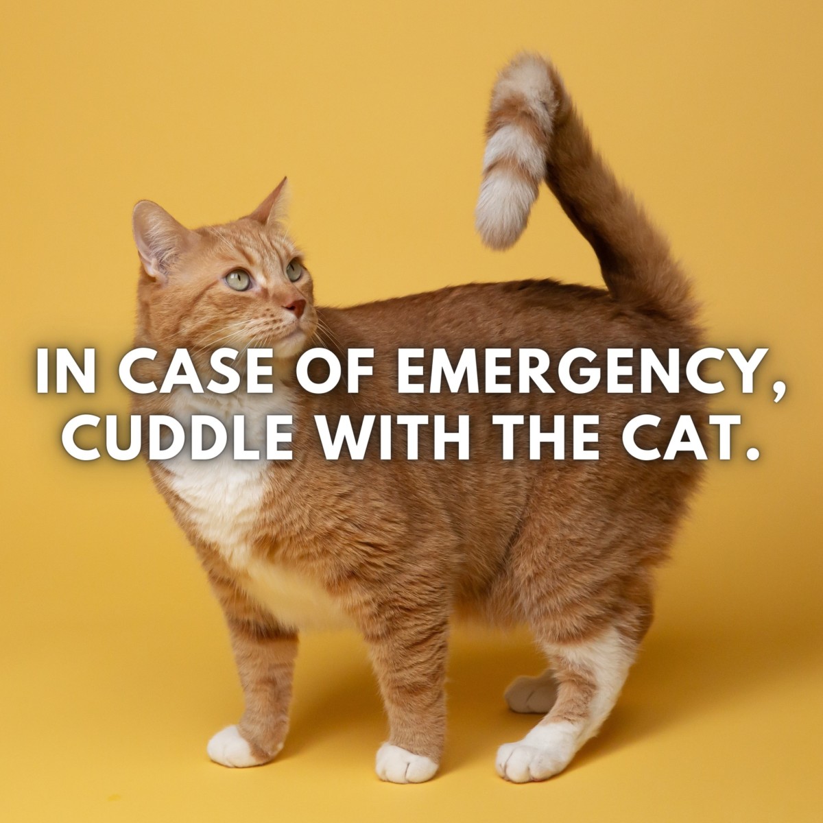 With Captions Funny Cat With Captions Funny Cat