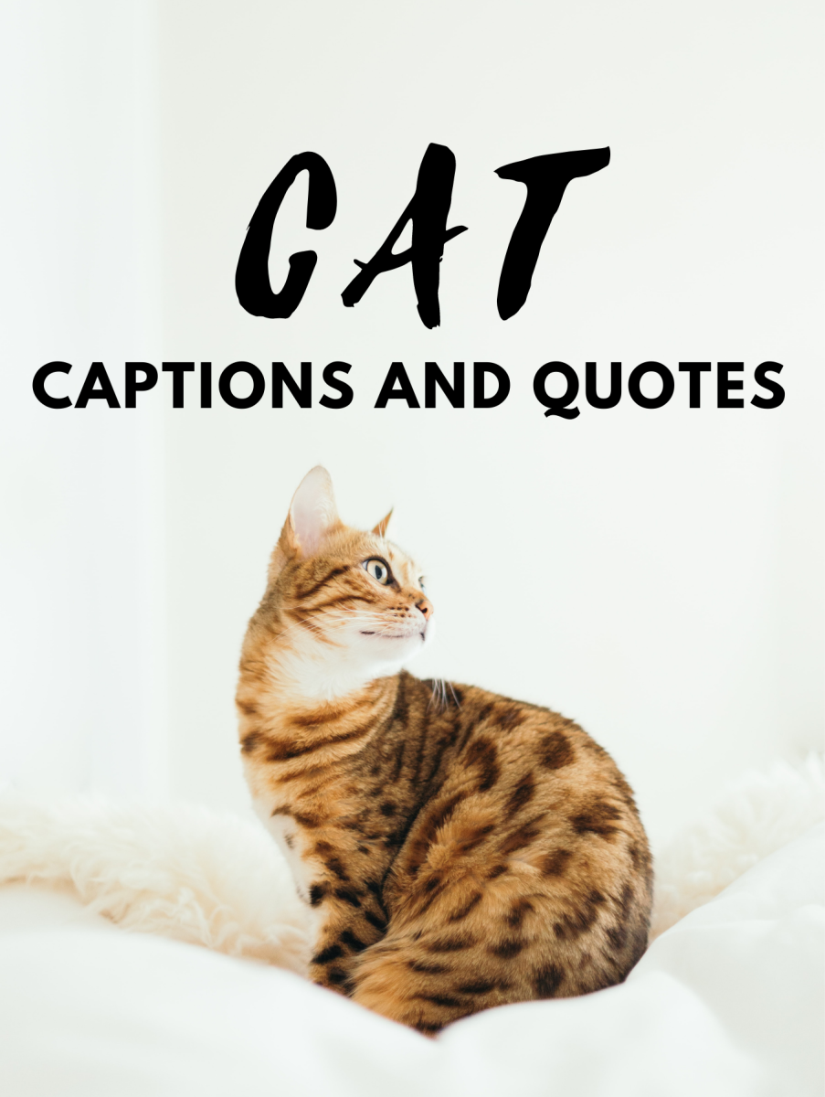 Cat Captions and Quotes