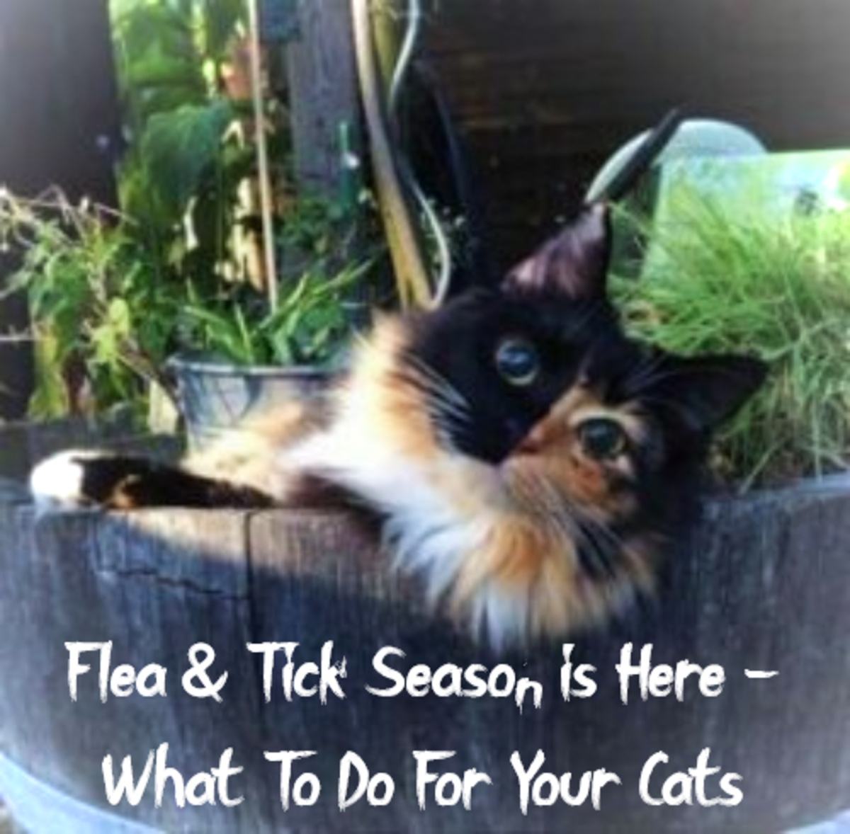 Flea and Tick Season is Here: What to Do for Your Cats