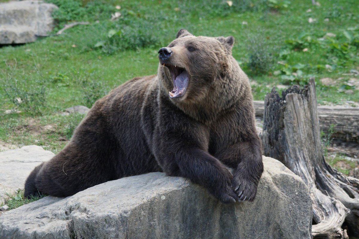 masha-the-ukrainian-circus-bear