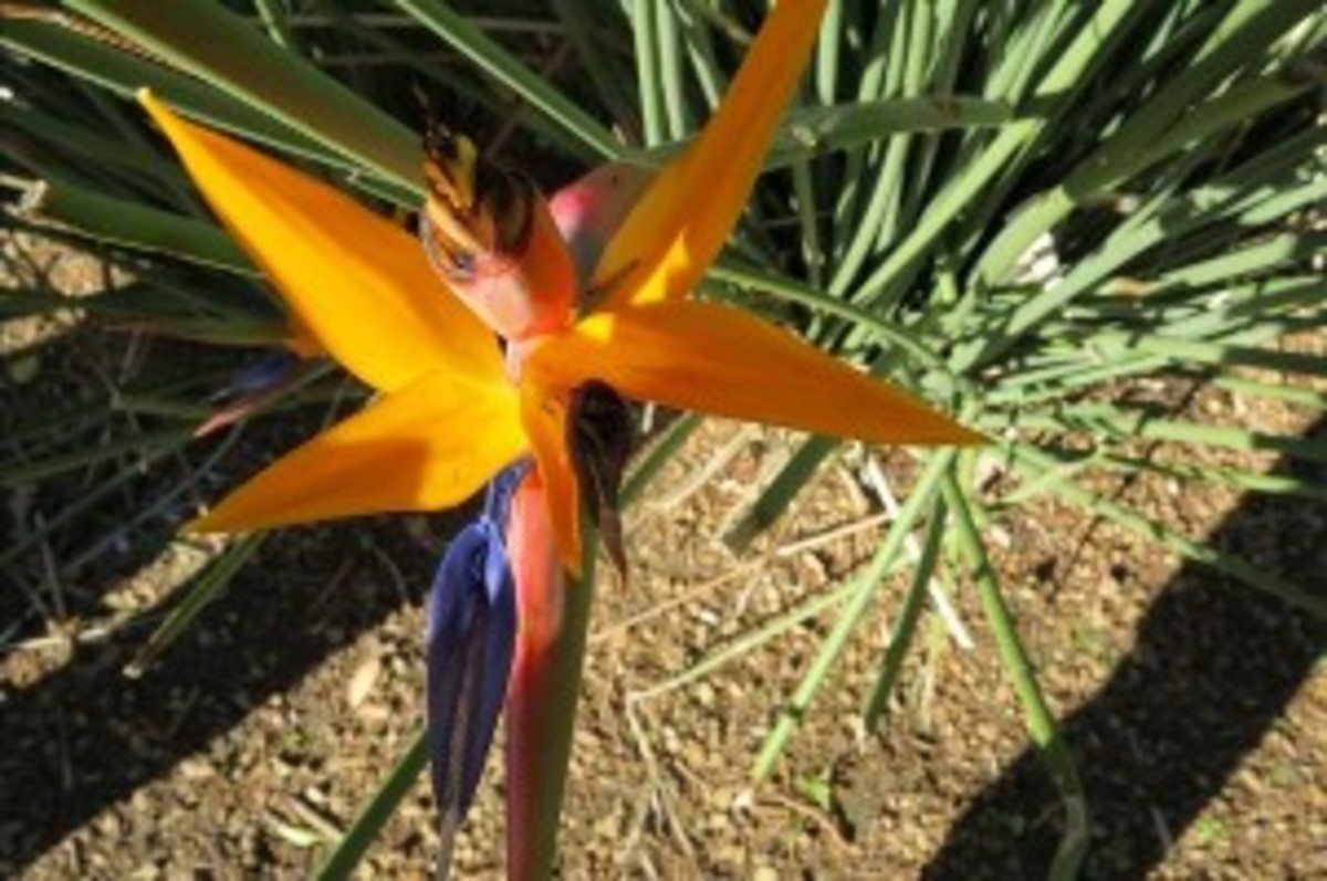 The Fauna and Flora of Company Garden- Cape Town