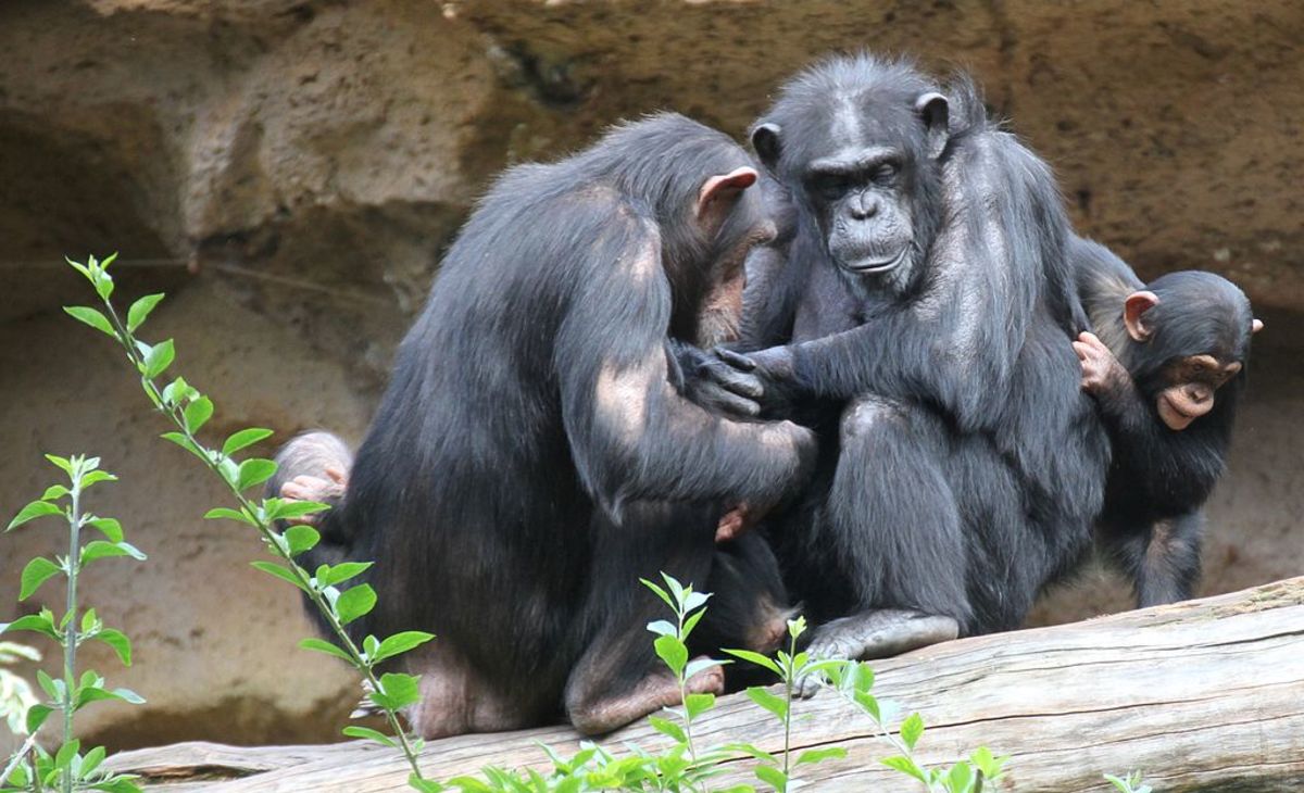 All of the great apes are social creatures with large brains.