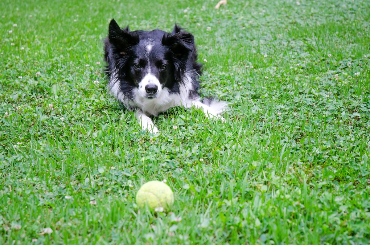 Many dogs love playing with balls, but they may become very hot while doing this.
