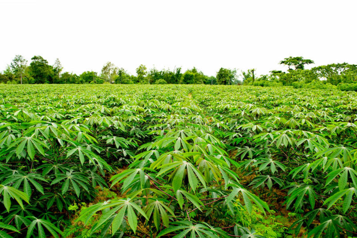 Cassava farm