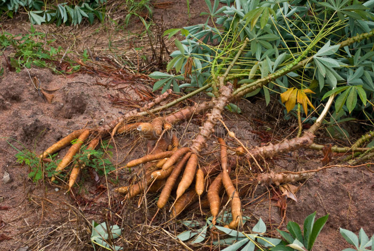 Harvest by uprooting the Cassava plant