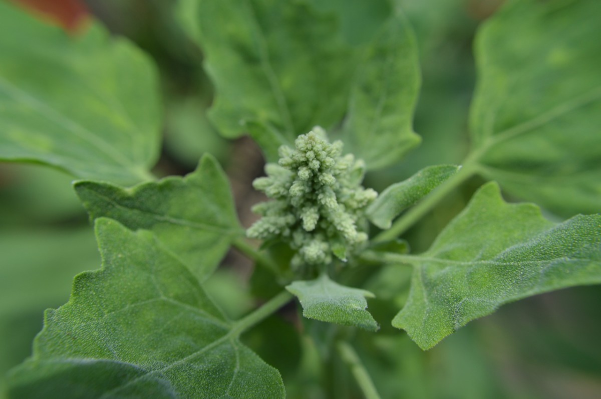 Garden Tips From the Micro Farm Project: How to Grow Quinoa