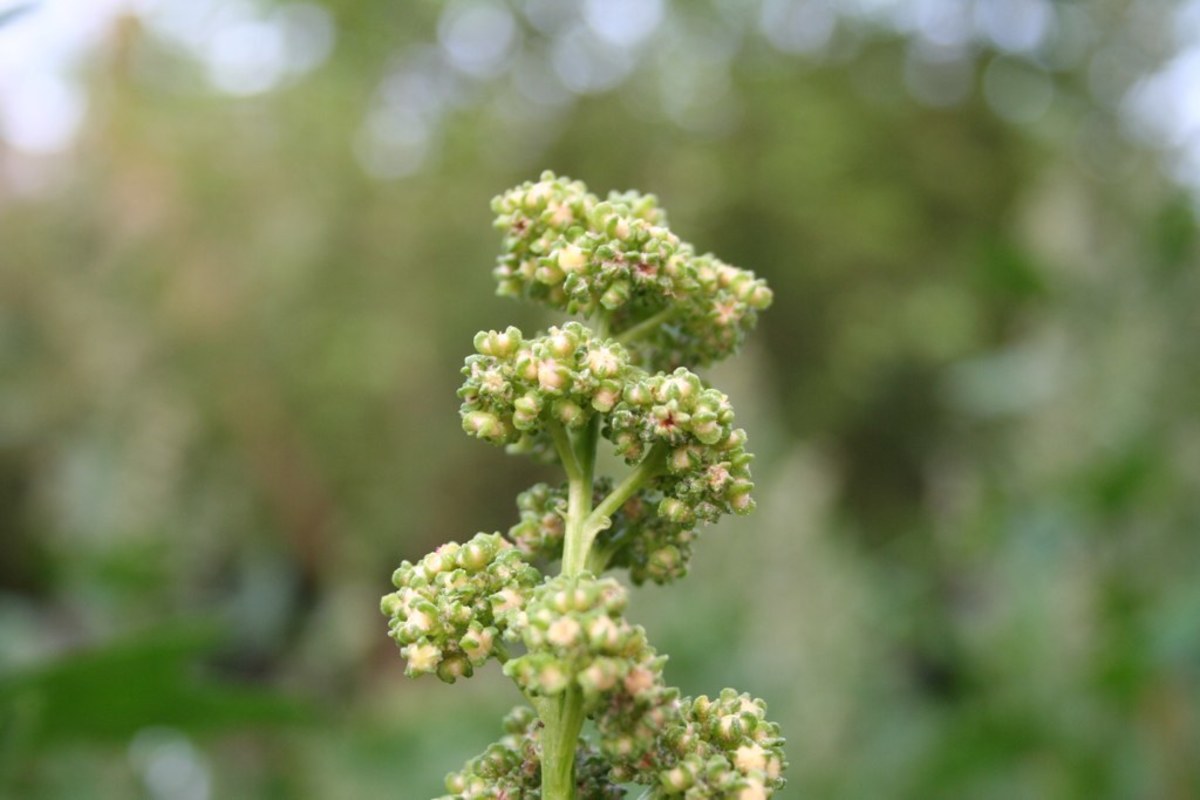 Optimal growing conditions for quinoa are in cool climates with temperatures ranging from 25°F at night to 95°F during the day.
