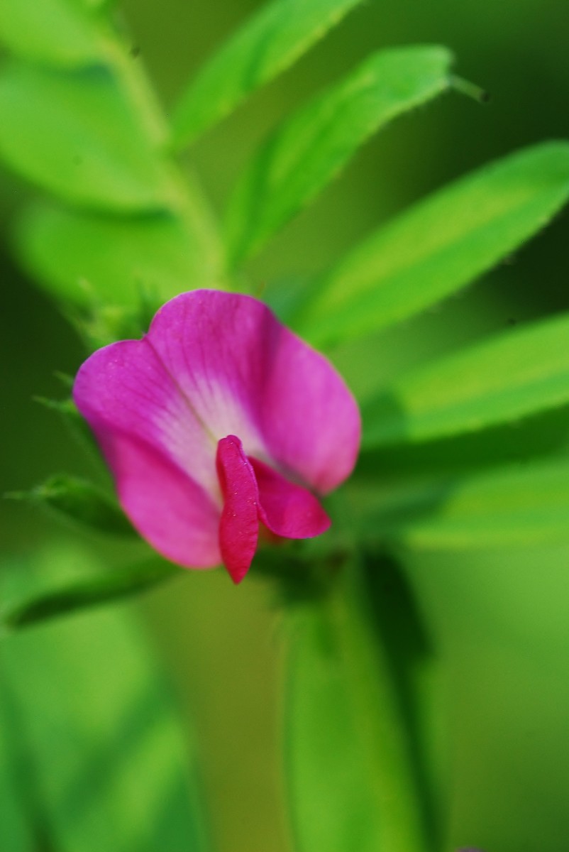 A little pea shaped flower