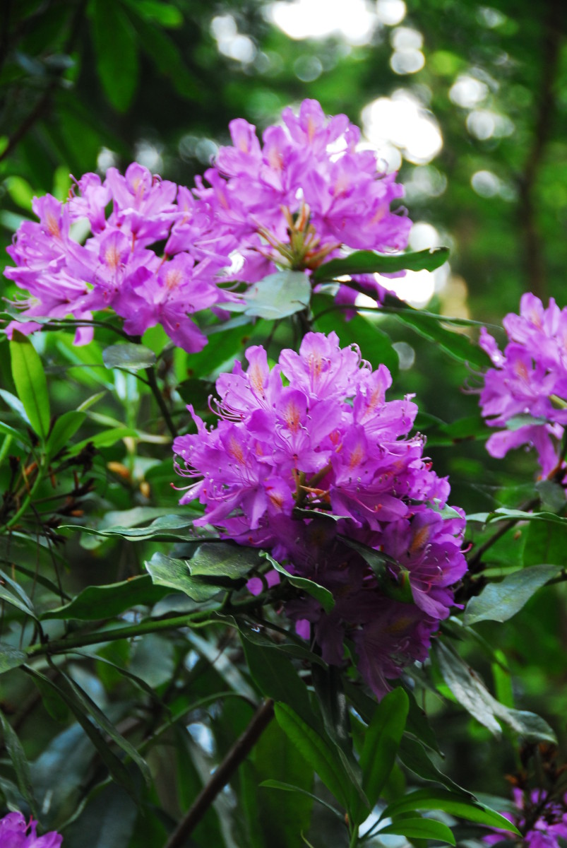 Lilac Rhododendrons in the woods