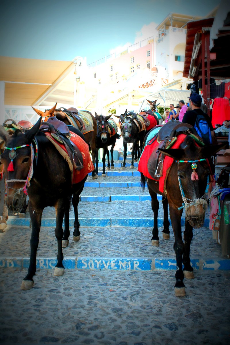 Donkey rides can be an adrenaline-pumping experience! A street in Fira, Santorini