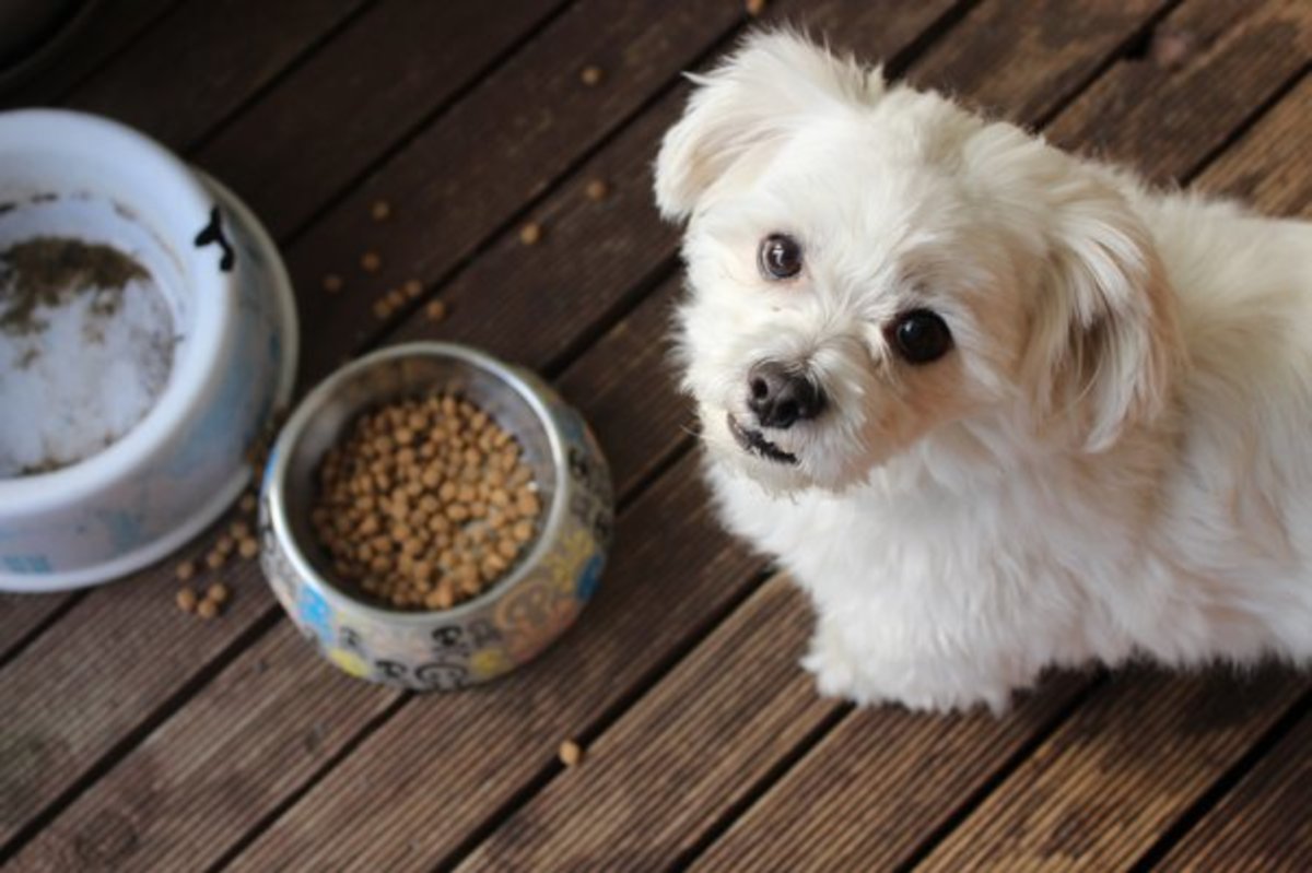 Are dogs bored with the same food?