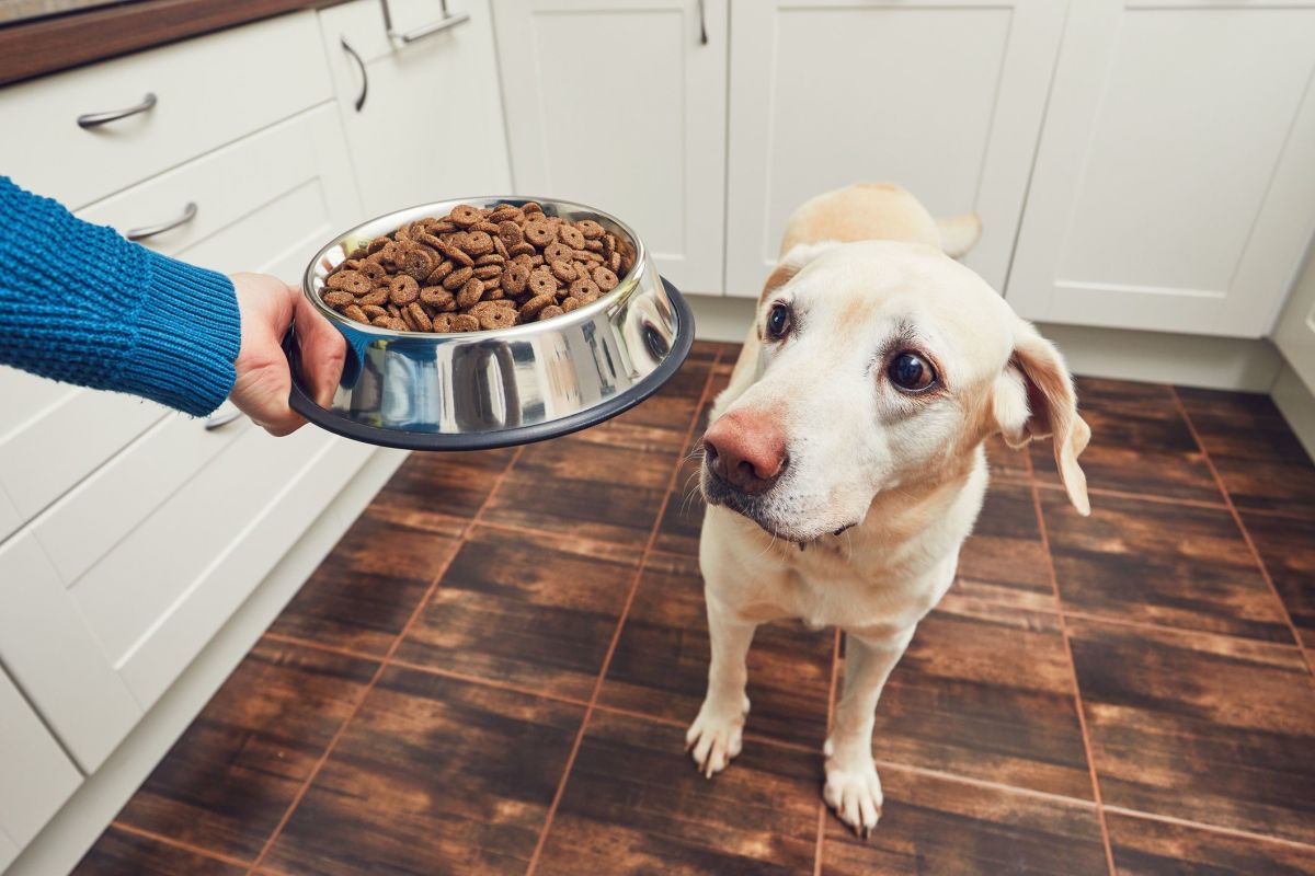 Can you mix and match dog food?