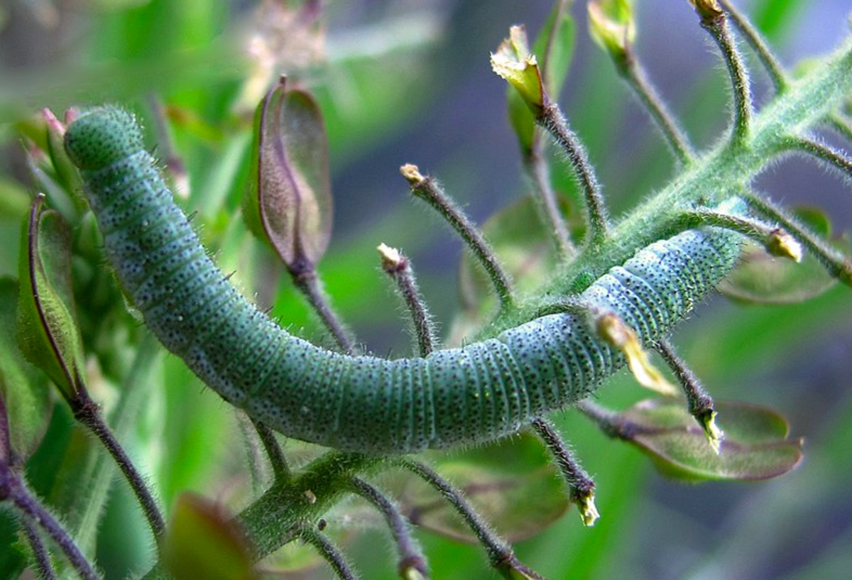 caterpillars-eating-cabbage-plants