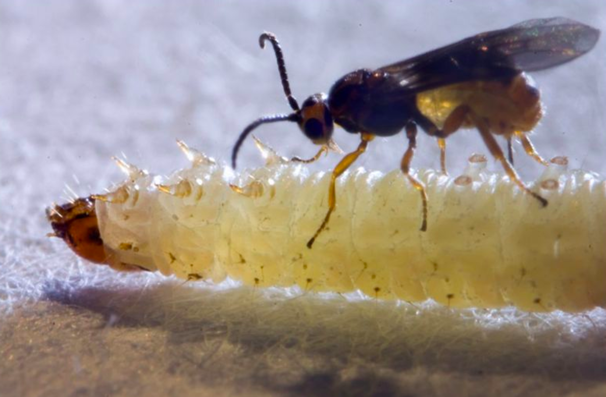 A parasitic wasp attacking a caterpillar