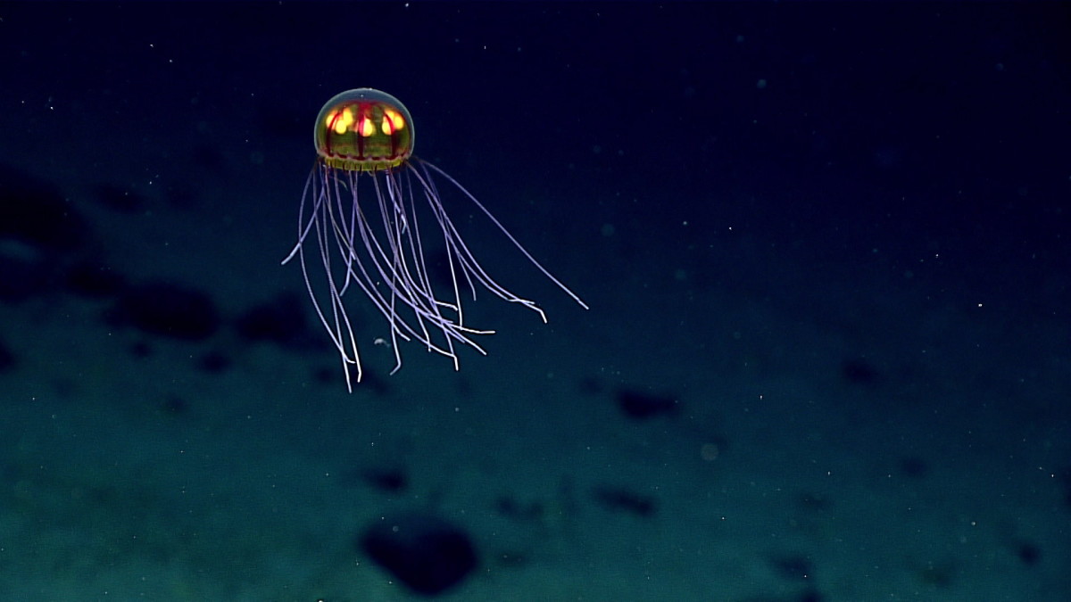 This psychedelic jellyfish was discovered thanks to a MBARI remotely controlled vehicle operating at a depth of 3,700 meters. 