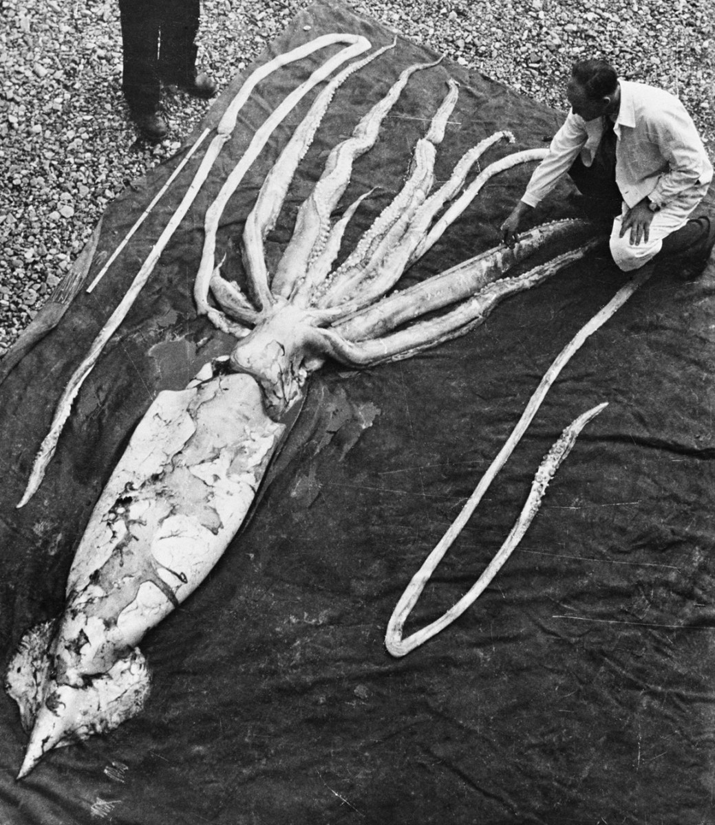 A giant squid washed ashore in Norway in 1954. It measured 9.2 meters in length.