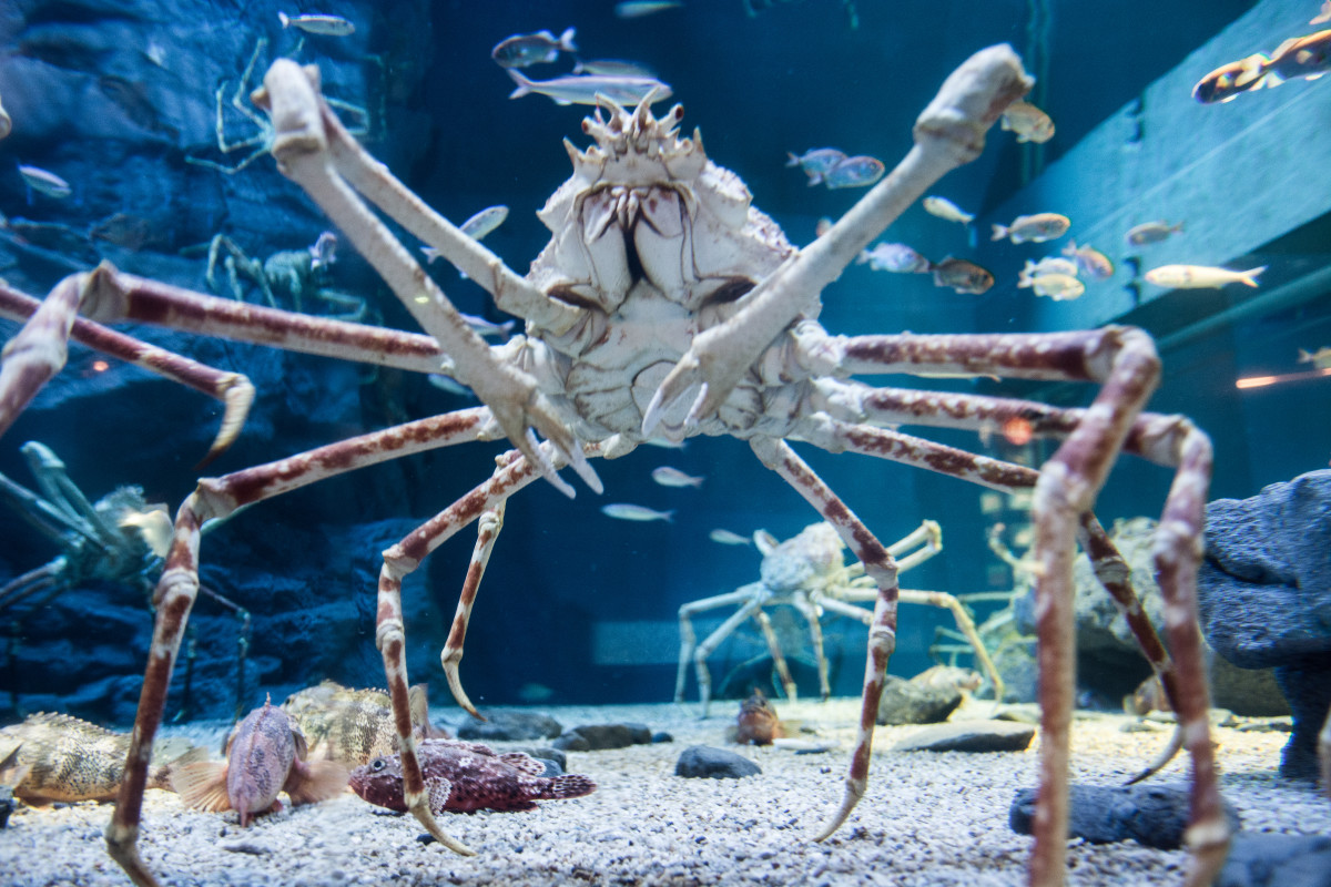 A Japanese spider crab at the Kaiyukan aquarium in Osaka, Japan.