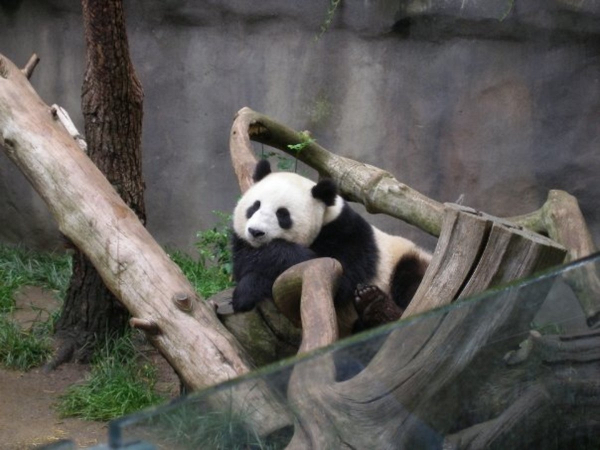 A Panda lounging