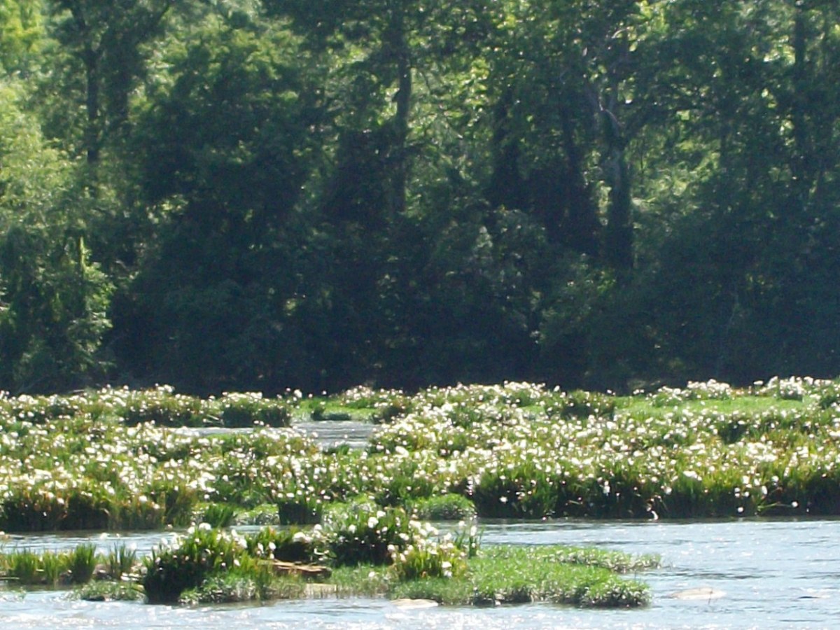 This photo was taken at the spider lily Overlook. They are at full bloom mid-May in this photo.