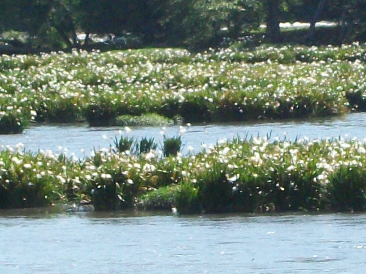 This photo was taken at the spider lily Overlook. They are at full bloom mid-May in this photo.
