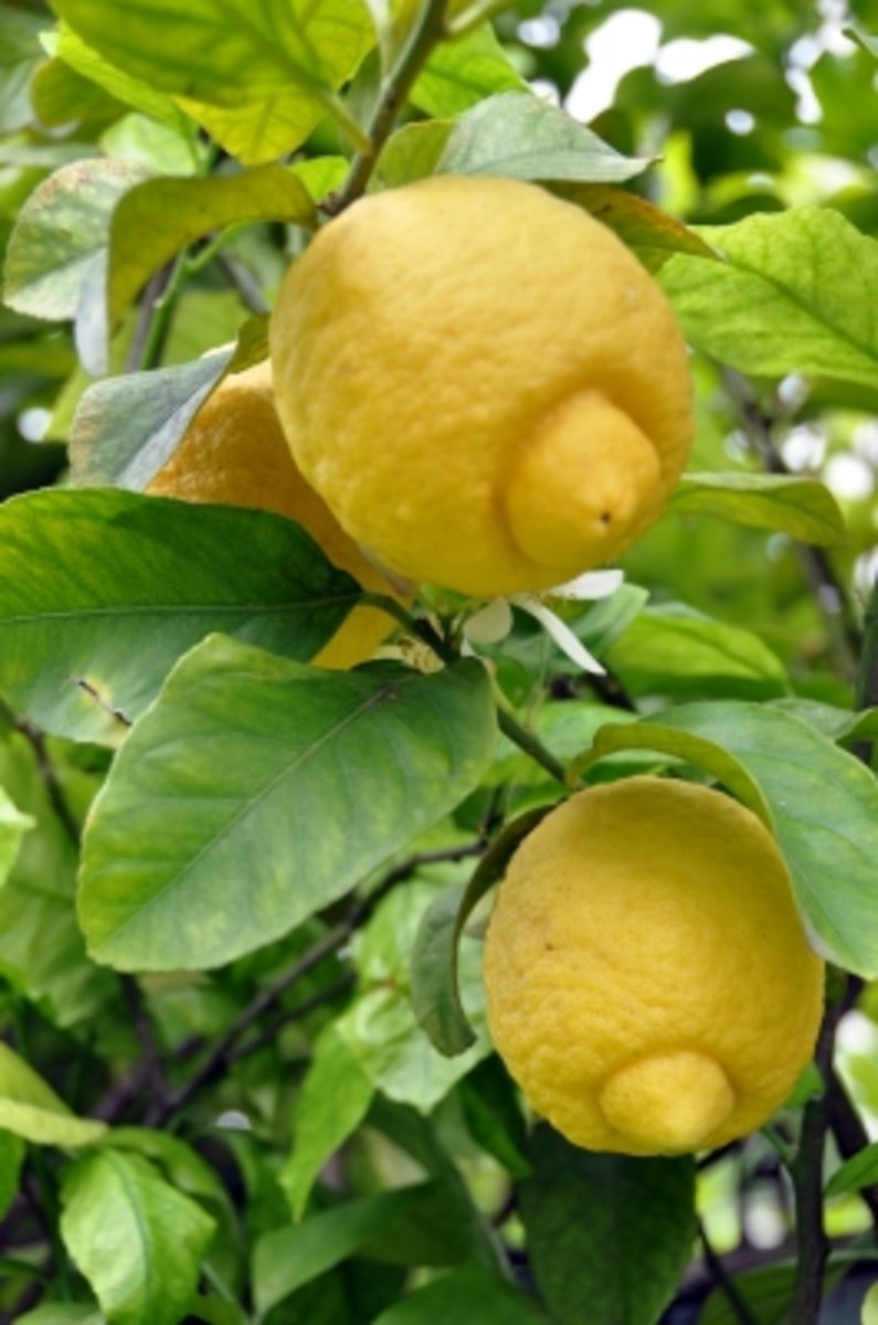 the fresh scent of lemons adds a natural citrus fragrance to mouthwash that aids bad breath and helps whiten teeth.