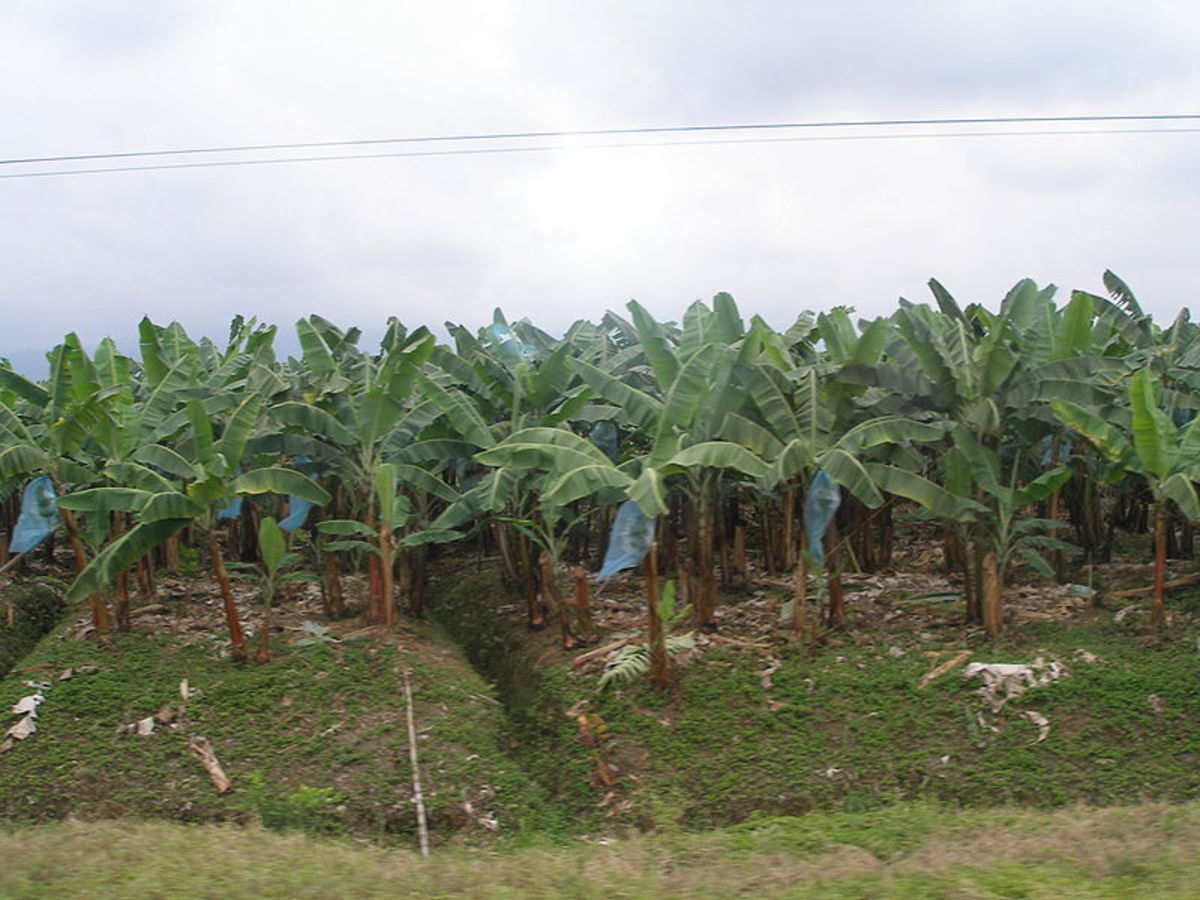 A banana culture or plantation in Ecuador.