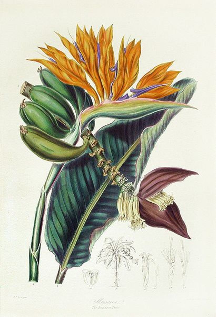 "The Banana Tribe" by Elizabeth Twining (1805-1889).    