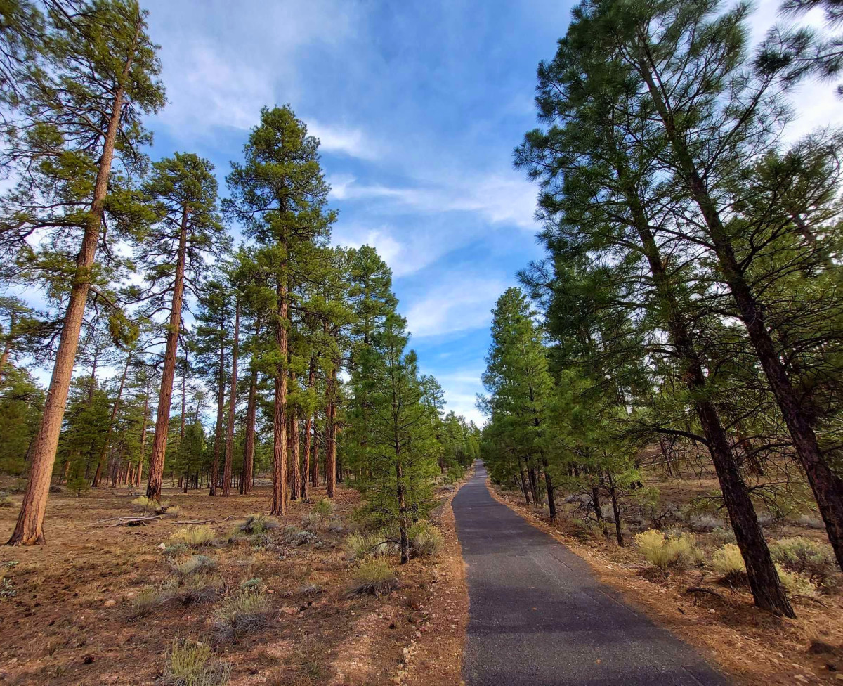 Escape the crowds, and lose yourself for a while in the silent world of the majestic ponderosa pines.