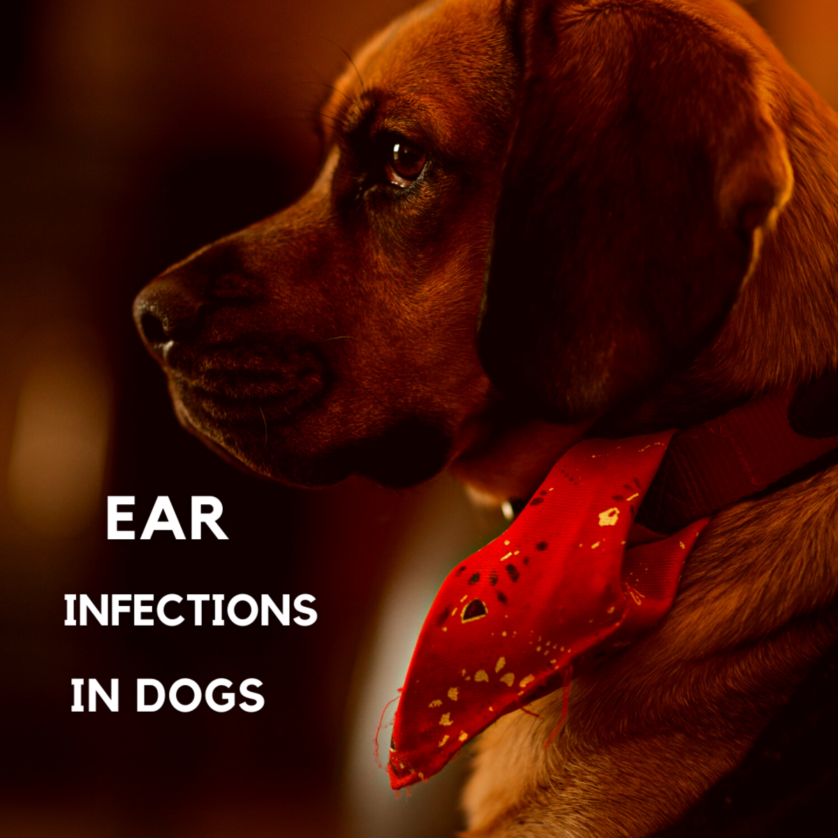 How to Deal With Dog Ear Infections